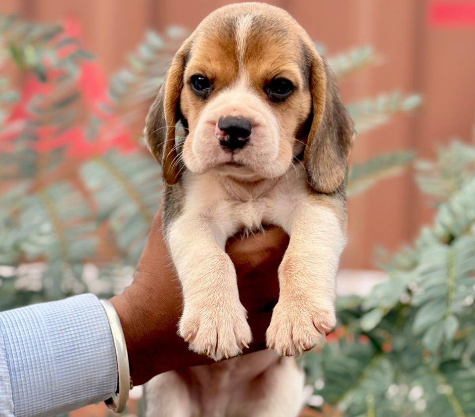 Buy Vaccinated  Beagle Puppy from Hyderabad